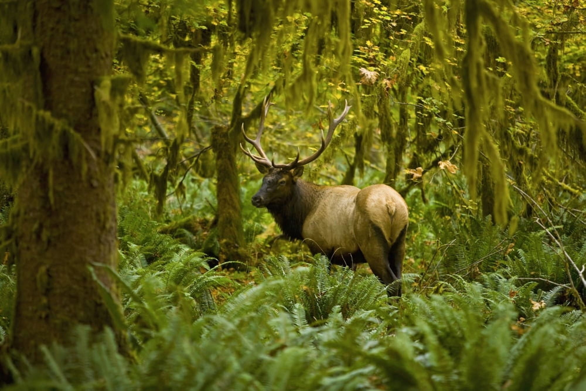 Bull Roosevelt elk (Cervus canadensis roosevelti) framed by rainforest foliage Washington United States of America Canvas Art - John Mahan Design Pics (38 x 24)