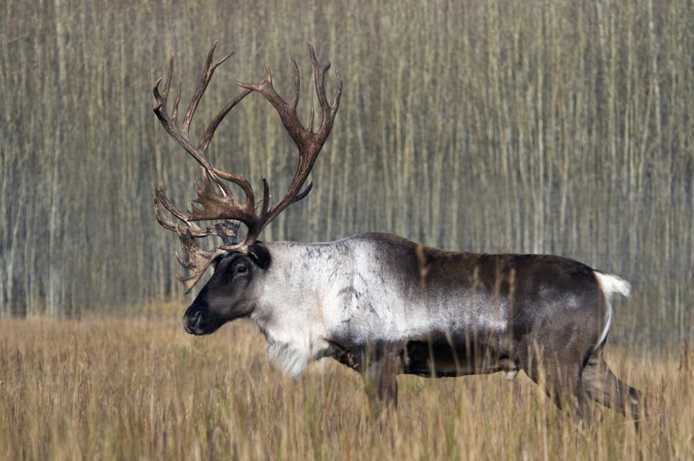 Bull Woodland Caribou In The Yukon Territory Canada Canvas Art - Mark Newman Design Pics (34 x 22)