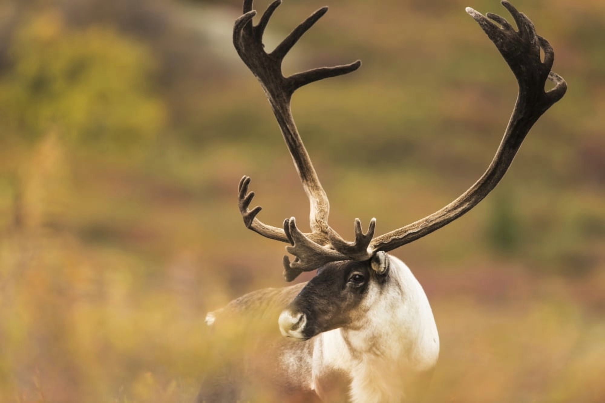 Bull caribou near Savage River in Denali National Park & Preserve Alaska Canvas Art - Carl Johnson Design Pics (38 x 24)