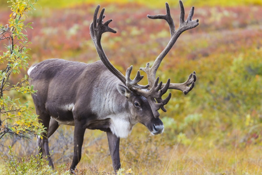 Bull caribou (rangifer tarandus) on tundra in early fall with antlers in velvet denali national park and preserveAlaska united states of america Canvas Art - Michael DeYoung Design Pics (17 x 11)