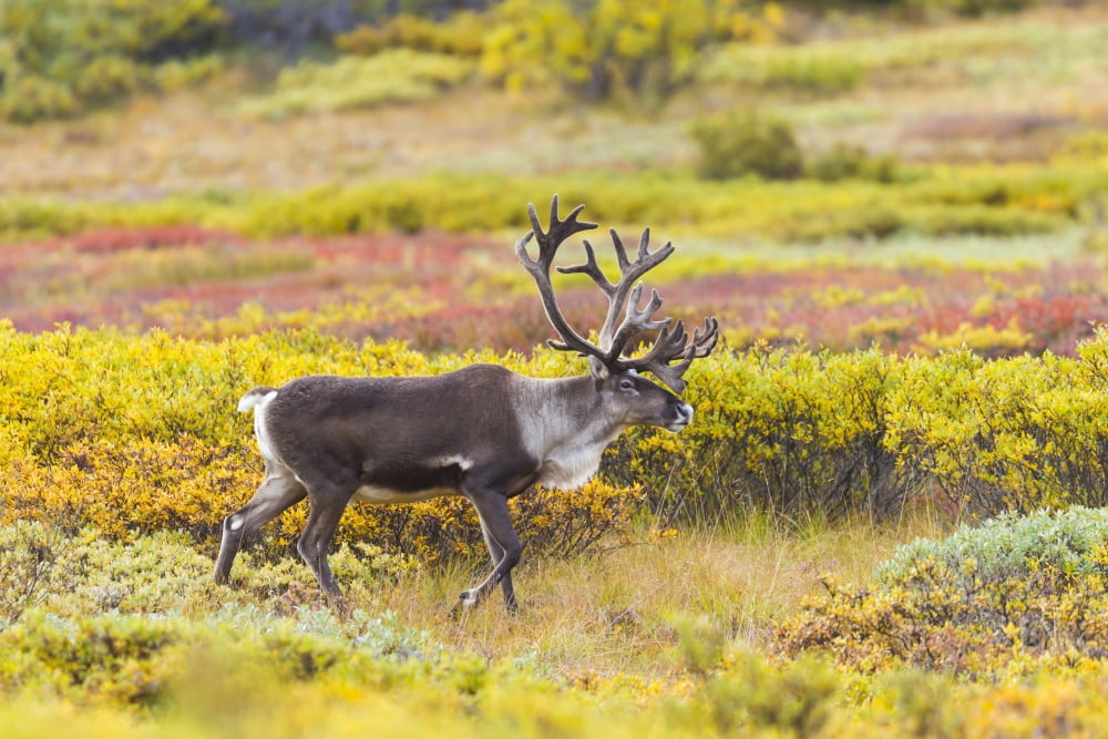 Bull caribou (rangifer tarandus) on tundra in early fall with antlers in velvet denali national park and preserveAlaska united states of america Canvas Art - Michael DeYoung Design Pics (17 x 11)