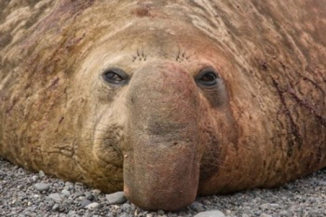 Bull elephant seal South Georgia Island Antarctica Canvas Art - Jaynes Gallery  DanitaDelimont (17 x 11)