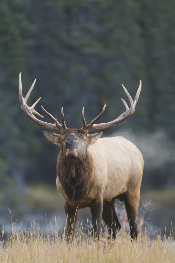 Bull elk (Cervus elaphus) bugles on chilly autumn morning Jasper National Park Alberta Canada Canvas Art - Rebecca Grambo Design Pics (12 x 19)