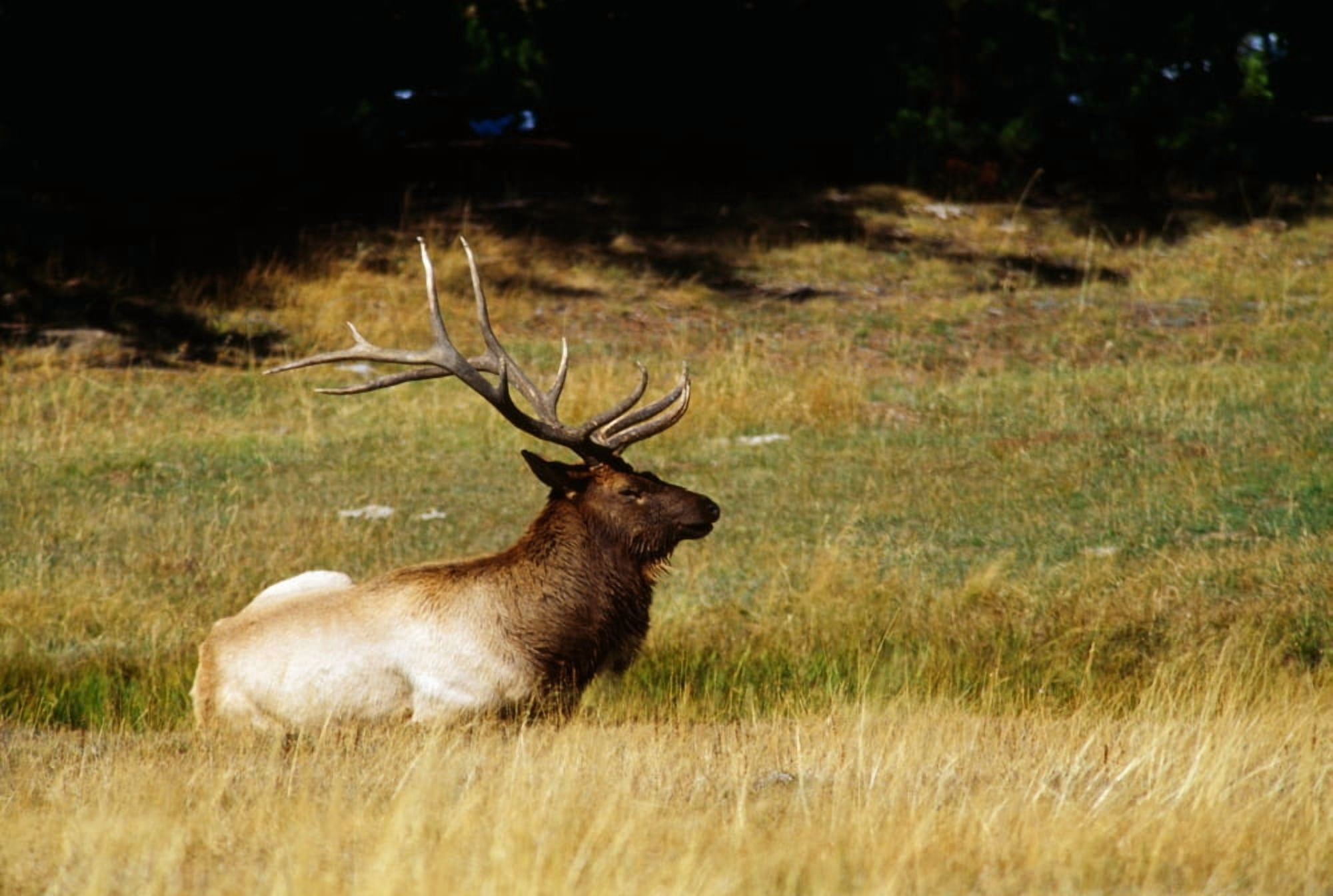 Bull elk lying in meadow profile Yellowstone National Park Wyoming USA Canvas Art - Panoramic Images (27 x 9)