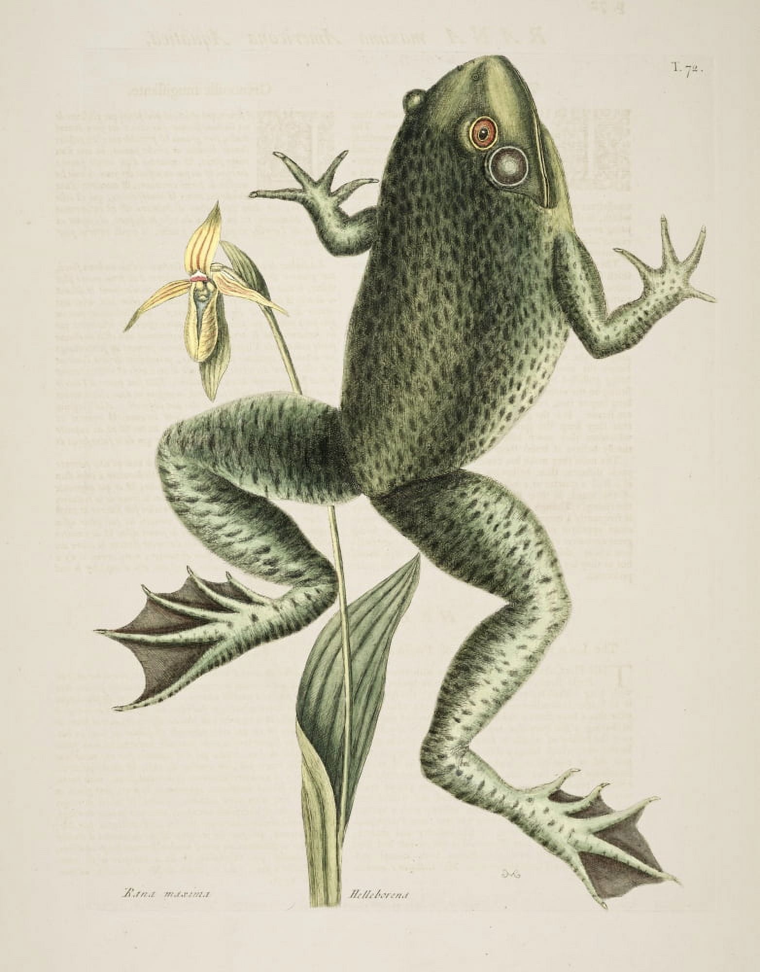Bull-frog Canvas Art - Mark Catesby (24 x 36)