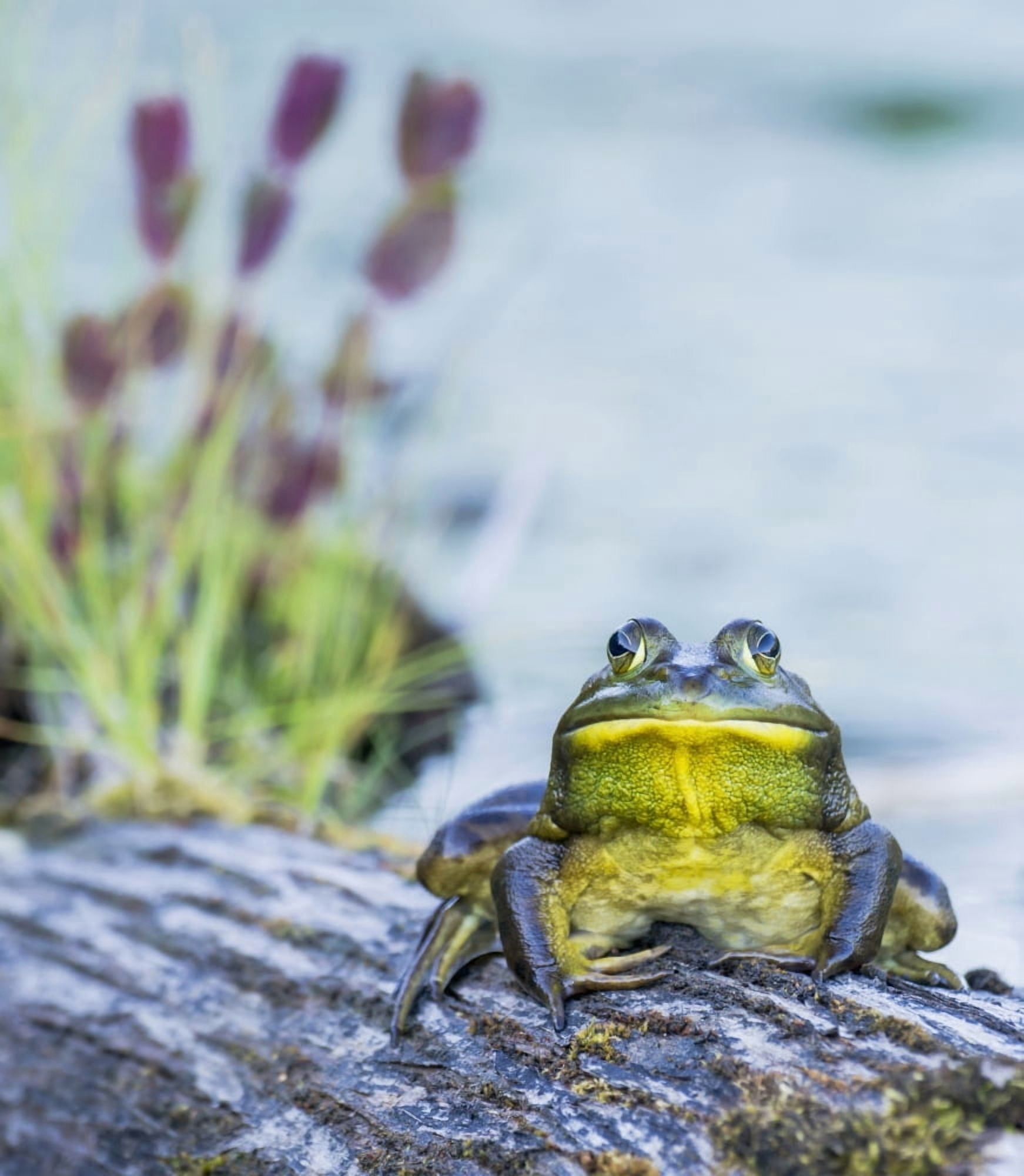 Bull frog (rana catesbeiana) resting on a log beside a lake Ontario Canada Canvas Art - Julie DeRoche Design Pics (28 x 32)