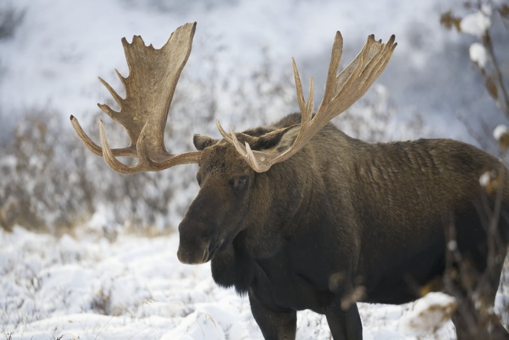 Bull moose (alces alces) in the chugach mountainsAlaska united states of america Canvas Art - John Mahan  Design Pics (19 x 12)