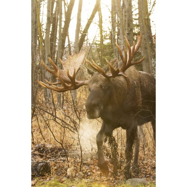 Bull moose (alces alces) in rutting season in a frosty morning ...