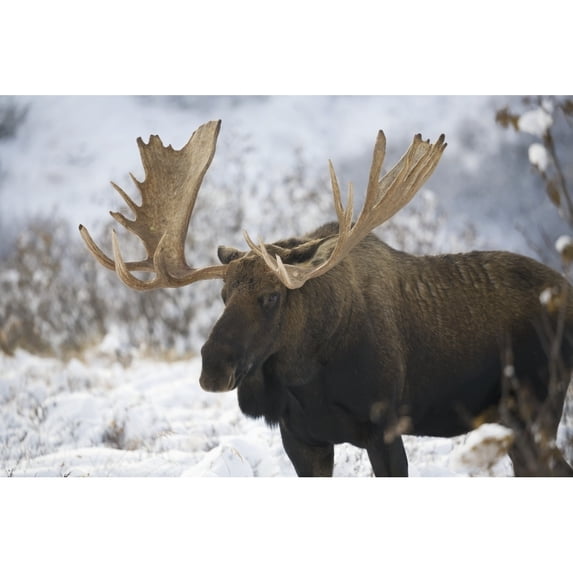 Bull moose in the chugach mountains;Alaska united states of america Poster Print