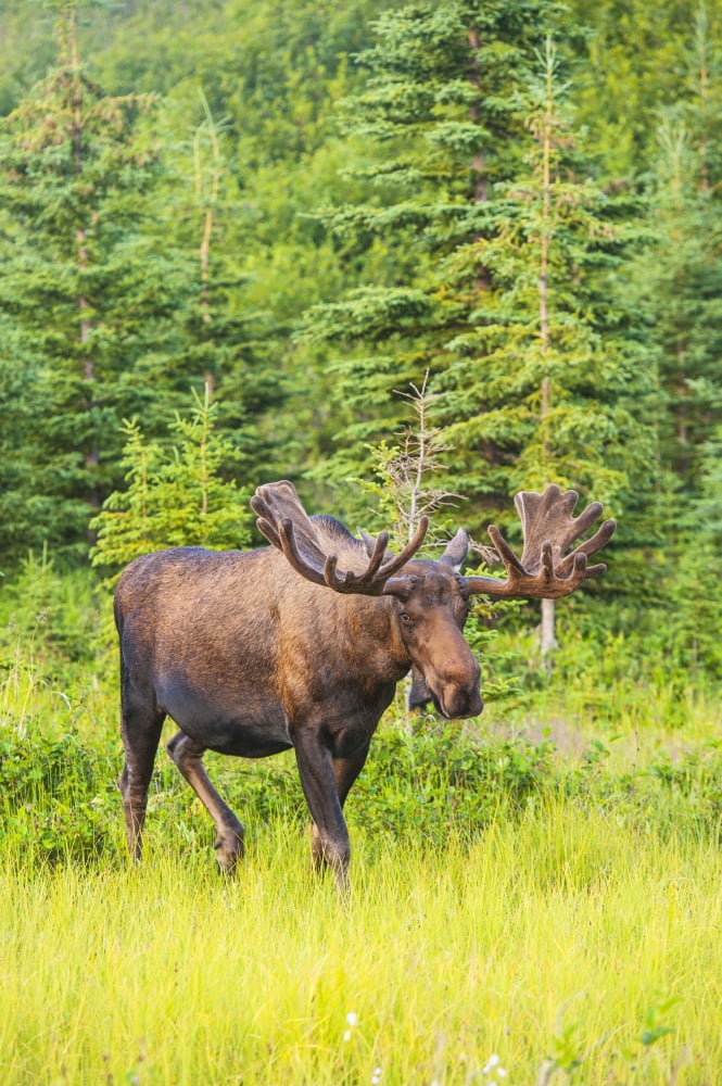 Bull moose in velvet Kincaid Park Anchorage Southcentra Alaska summer Canvas Art - Michael Jones Design Pics (12 x 19)