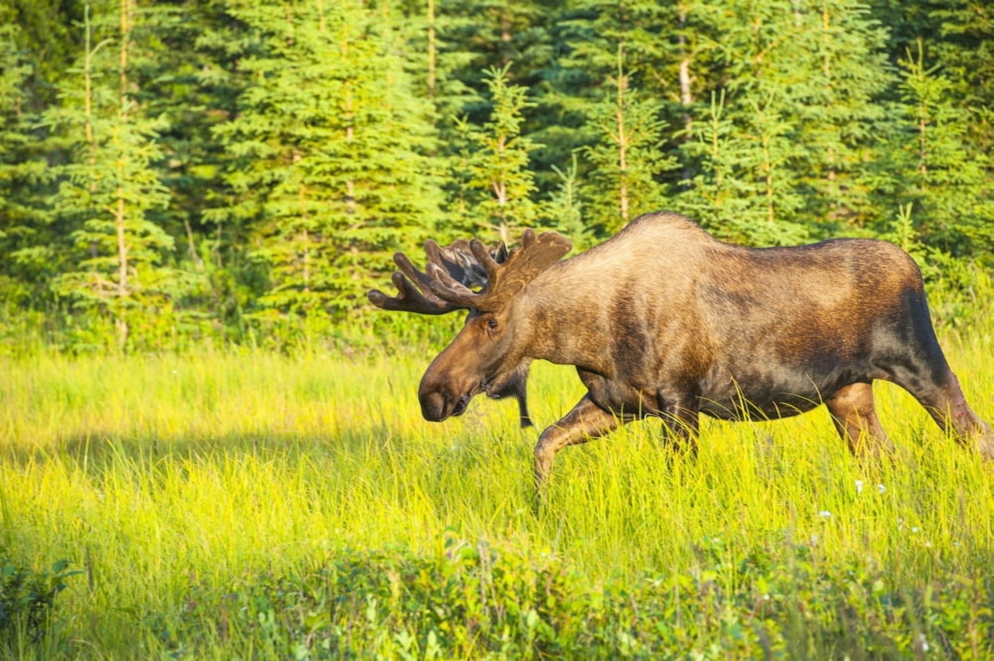 Bull moose in velvet Kincaid Park Anchorage Southcentra Alaska summer Canvas Art - Michael Jones Design Pics (19 x 12)