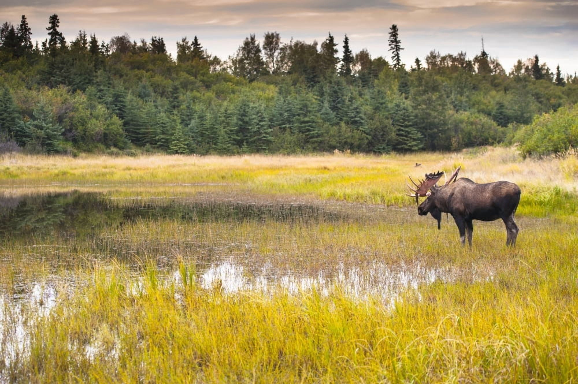Bull moose in velvet wades in marshy wetlands Kincaid Park Anchorage Alaska summer Canvas Art - Michael Jones Design Pics (19 x 12)