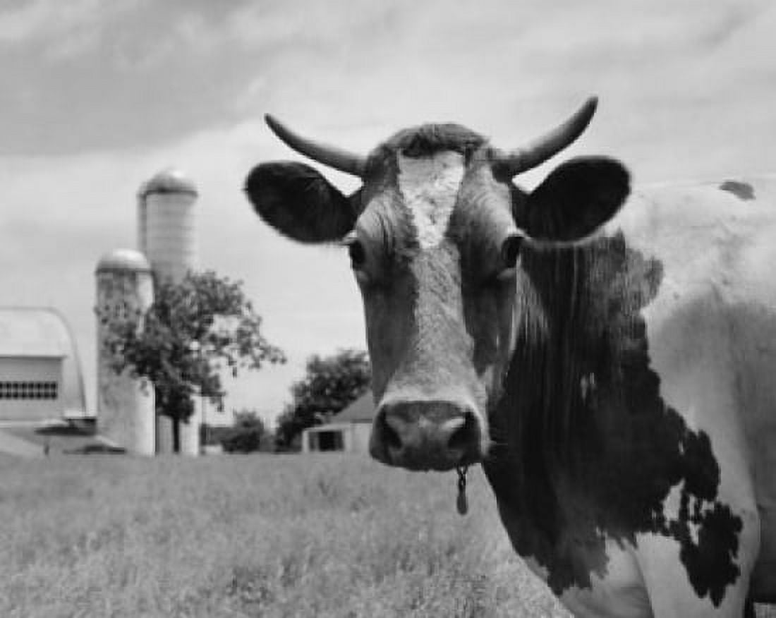 Bull on a farm looking at camera Canvas Art - (24 x 36)