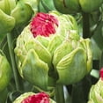 thumbnail image 1 of Bull's Eye Double Late Tulip Flower Bulbs - 10 Bulbs per Pack - Good as Cut Flowers - Easy to Grow Live Plants - Outdoor Garden, 1 of 4