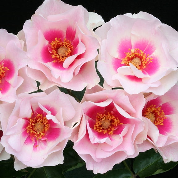 Heirloom Roses Bull's Eye Rose Live Shrub