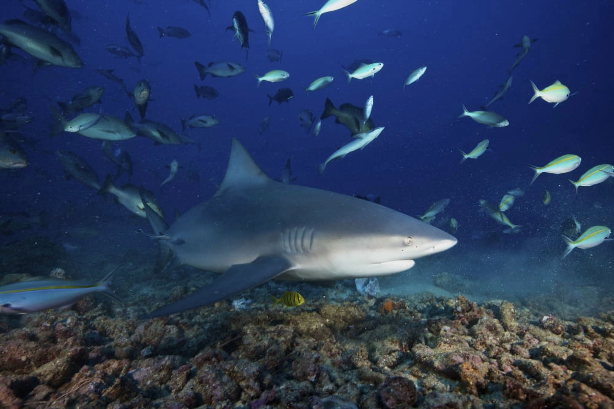 Bull shark surrounded by reef fish Fiji Canvas Art - Terry MooreStocktrek Images (18 x 12)