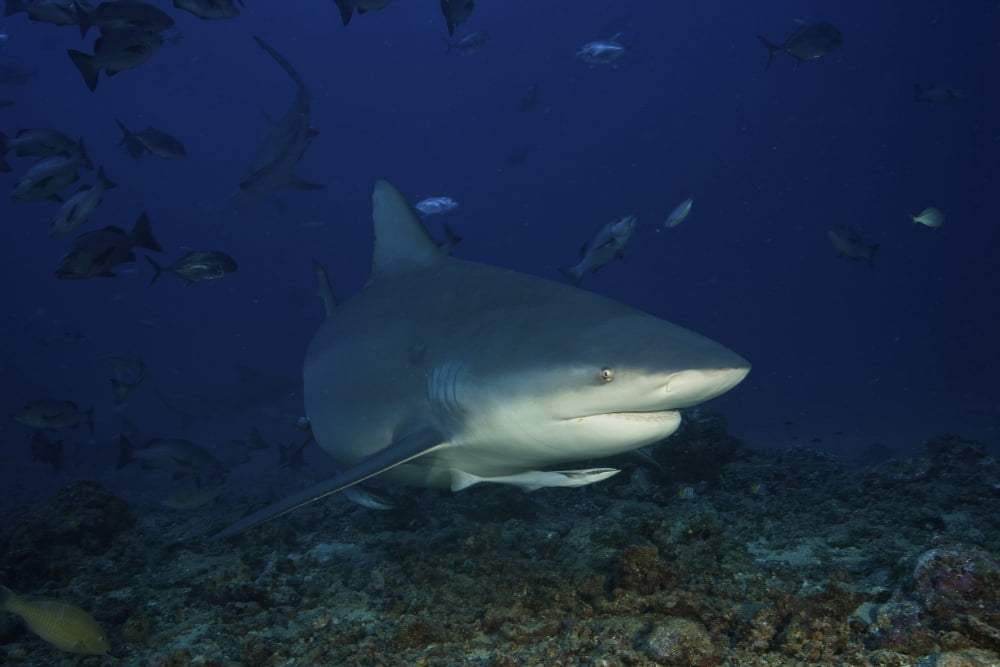 Bull shark surrounded by reef fish Fiji Canvas Art - Terry MooreStocktrek Images (35 x 23)