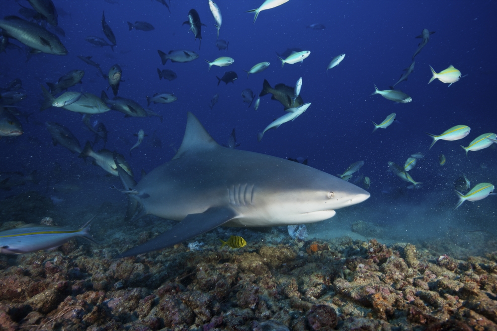 Bull shark surrounded by reef fish Fiji Canvas Art - Terry MooreStocktrek Images (35 x 23)