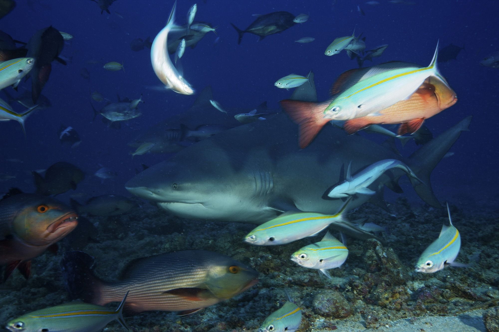 Bull shark surrounded by reef fish Fiji Canvas Art - Terry MooreStocktrek Images (35 x 23)