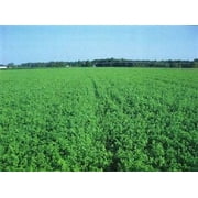 Bulldog 805 Inoculated Alfalfa Seed - 1 Lb.