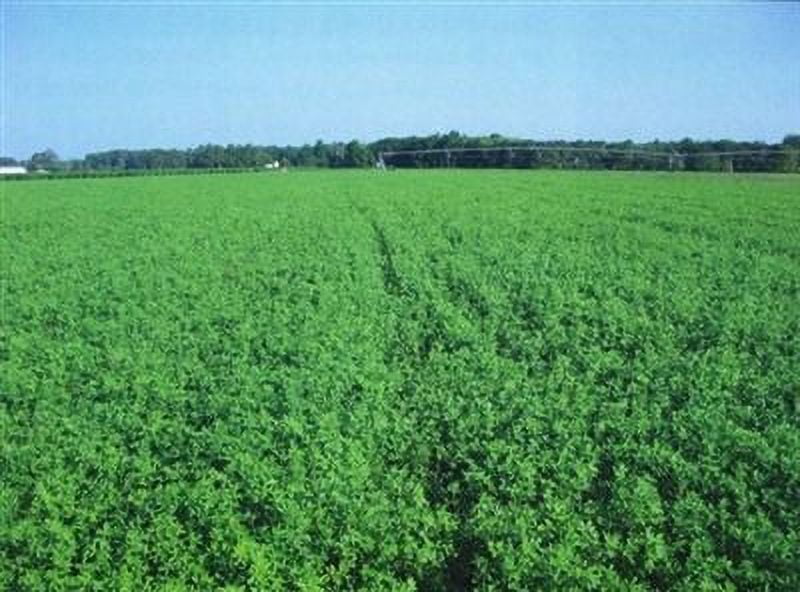 Bulldog 805 Inoculated  Alfalfa Seed - 5 Lbs.