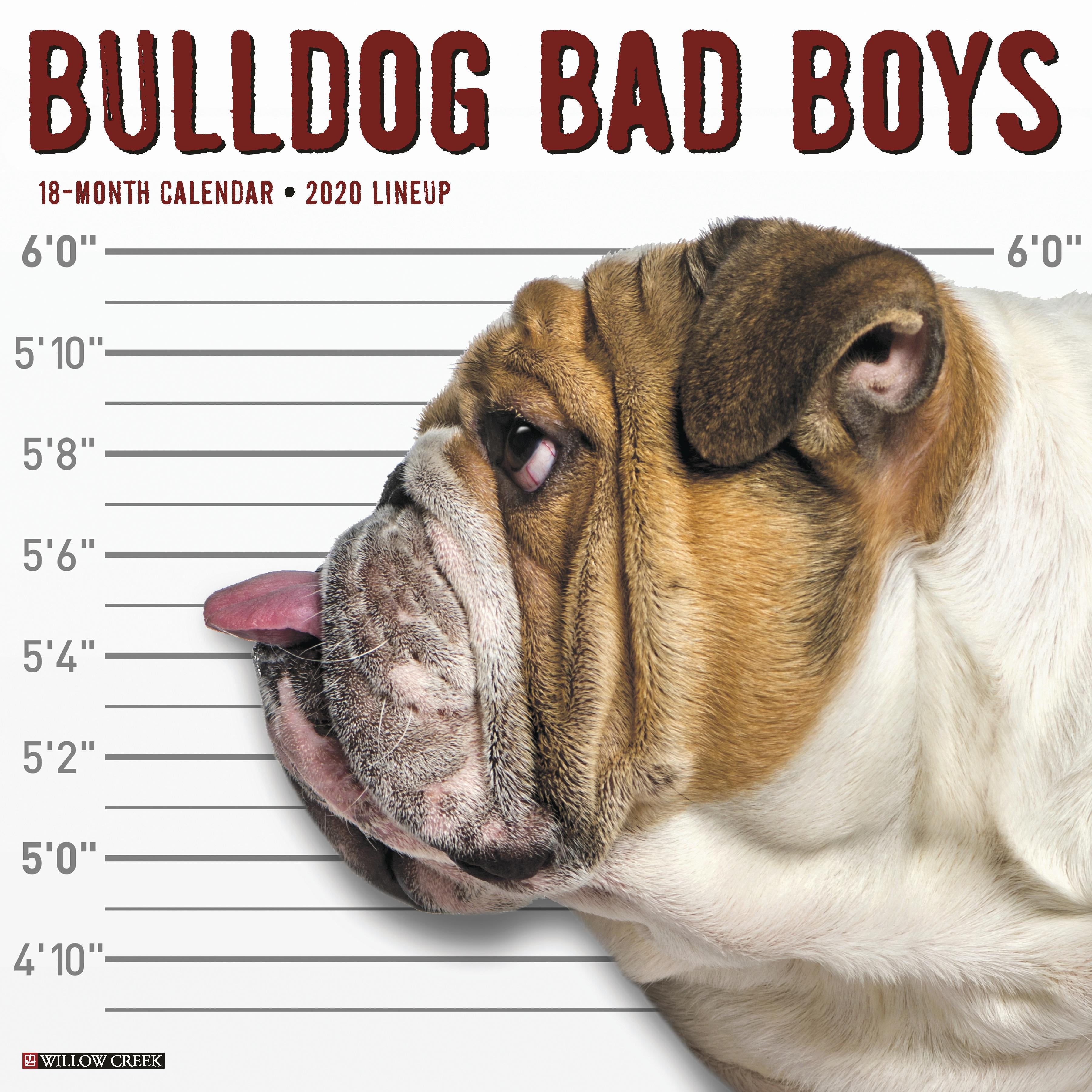 Bulldog Bad Boys 2020 Wall Calendar Dog Breed Calendar Other