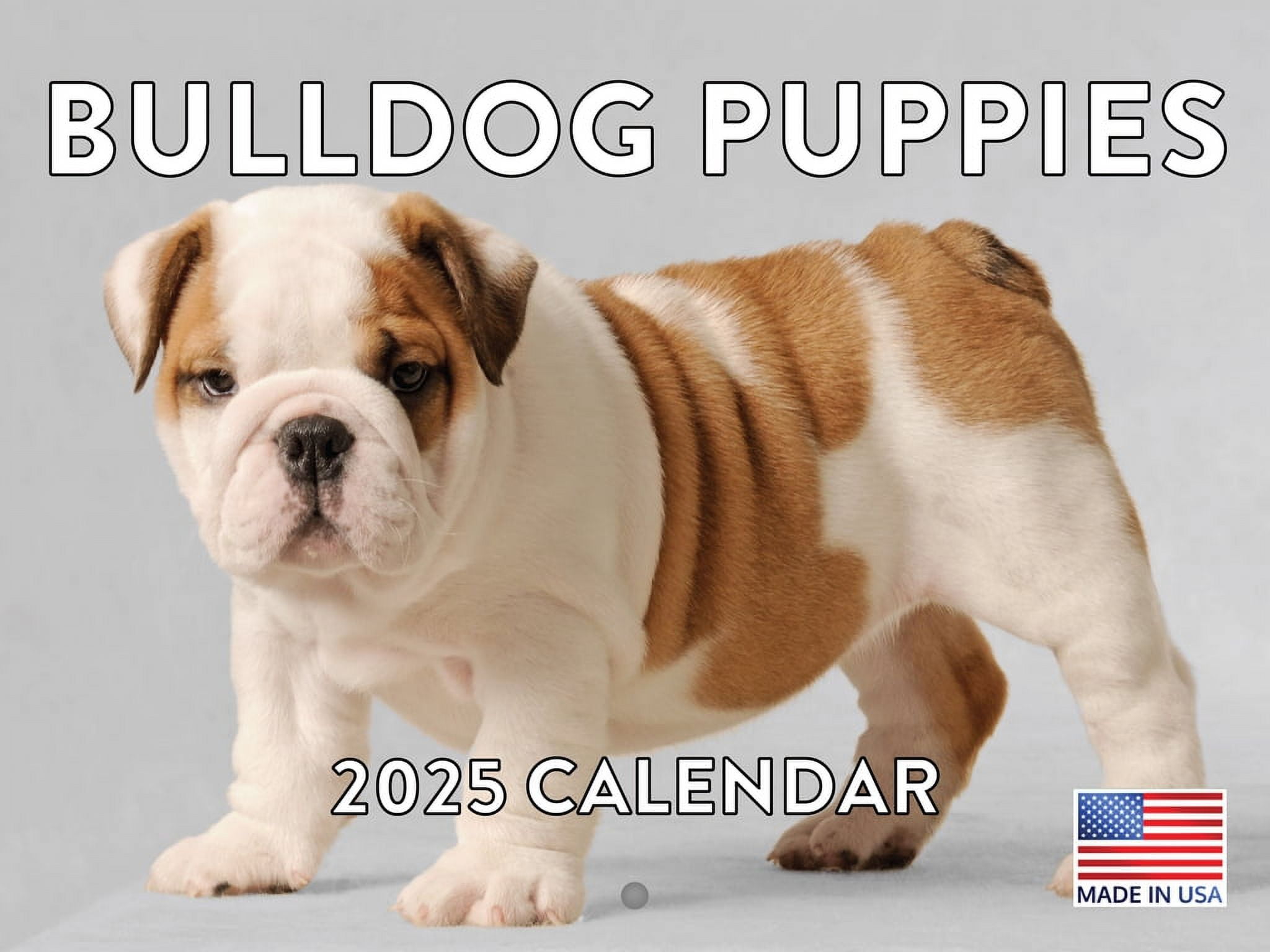 Bulldog Dog Puppy 2025 Calendar American Made In The USA