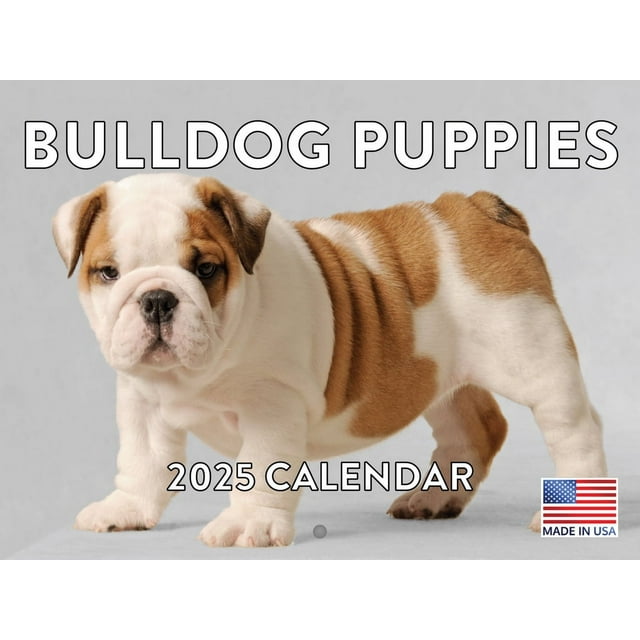 Bulldog Dog Puppy 2025 Calendar American Made In The USA