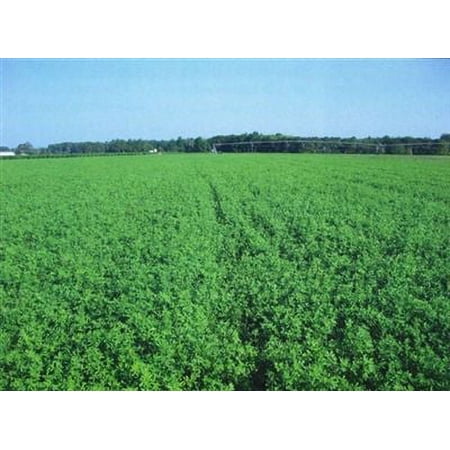 Bulldog Inoculated 505 Alfalfa Seed - 5 Lbs.