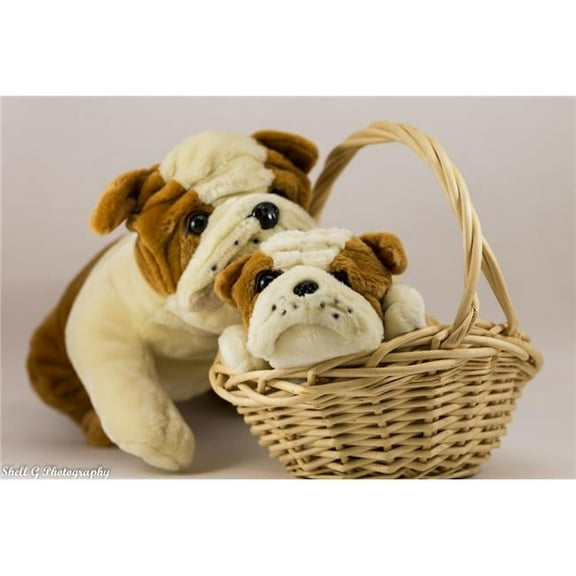 Bulldog Large, All Ages