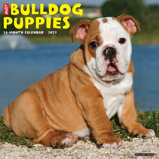 Bulldog Puppies 2027 12 X 12 Wall Calendar, (Paperback)