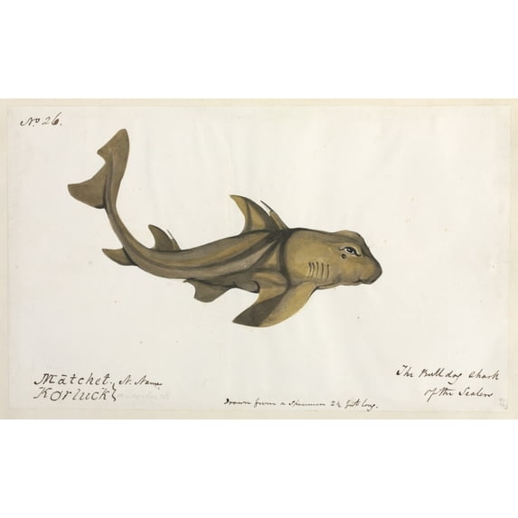 Bulldog Shark Illustration Poster Print By Mary Evans Natural History Museum (36 X 24)