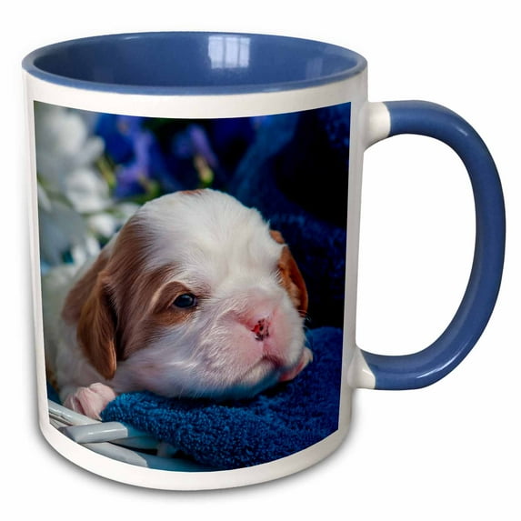 Bulldog puppy laying on blue blanket, MR 11oz Two-Tone Blue Mug mug-258132-6