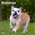thumbnail image 1 of Bulldogs | 2026 12x24" (Hanging) Square Wall Calendar | Plastic-Free | BrownTrout, 1 of 9