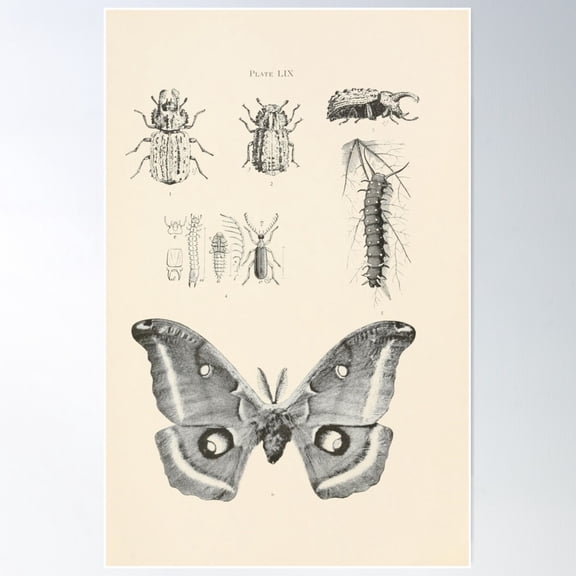 Bulletin Of The Illinois State Laboratory Of Natural History (1915-1918) Poster Wall Art, Modern Wall Decor For Living Room Bedroom, 16x24 UNFRAMED