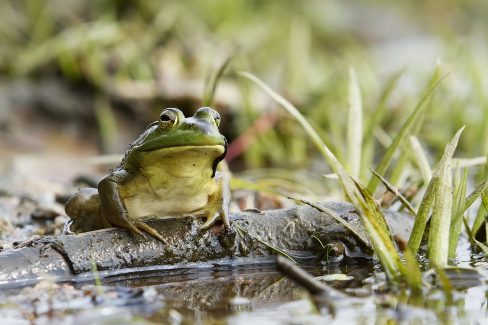 Bullfrog (Rana catesbeiana) sitting on a branch Quebec Canada Canvas Art - Philippe Henry Design Pics (38 x 24)