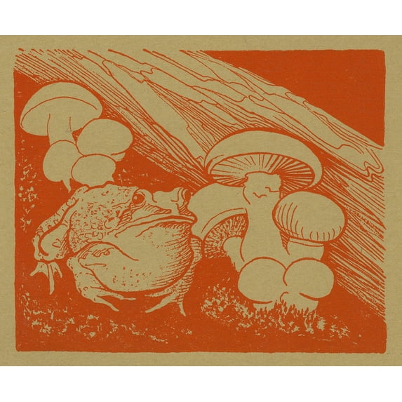 Bullfrog by a Patch of Mushrooms, Vintage (9x12 Wall Art Print, Home Decor)