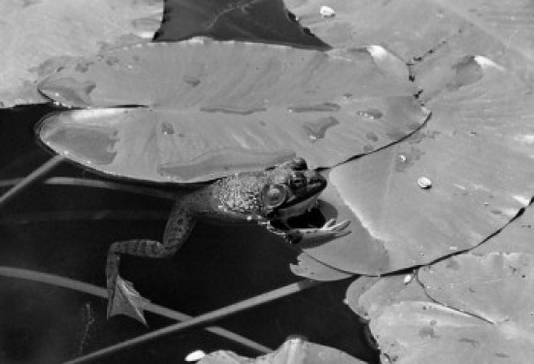 Bullfrog on Lily pads Canvas Art - (18 x 24)