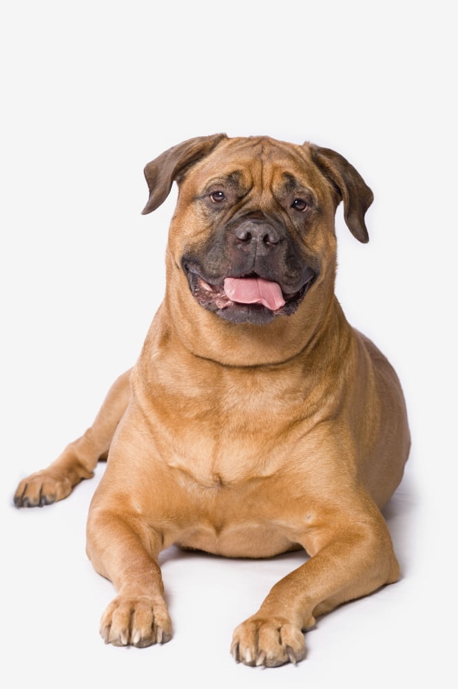Bullmastiff Dog On White Background Canvas Art - Corey Hochachka Design Pics (12 x 19)