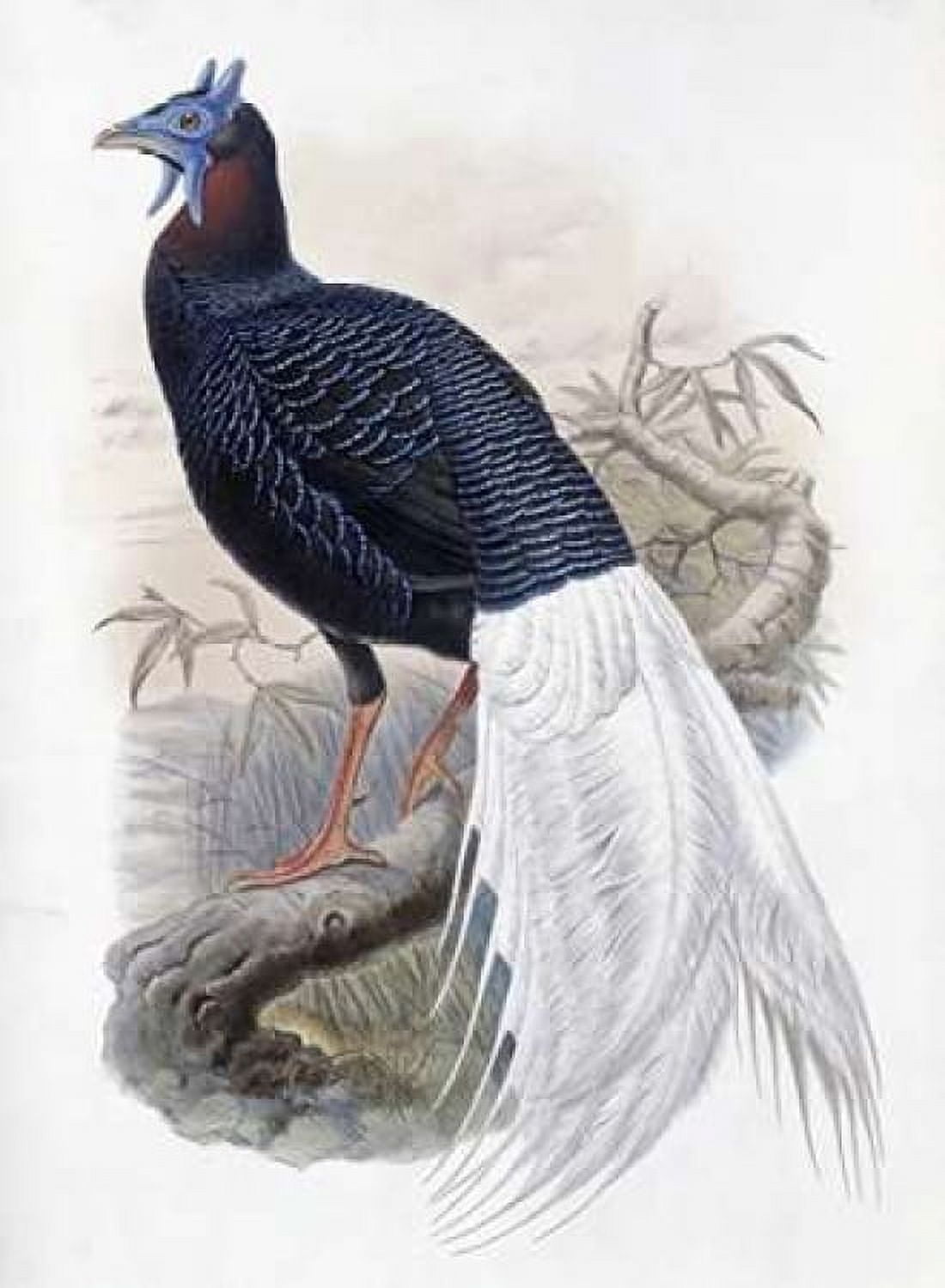Bulwers Pheasant Canvas Art - John Glover (18 x 24)
