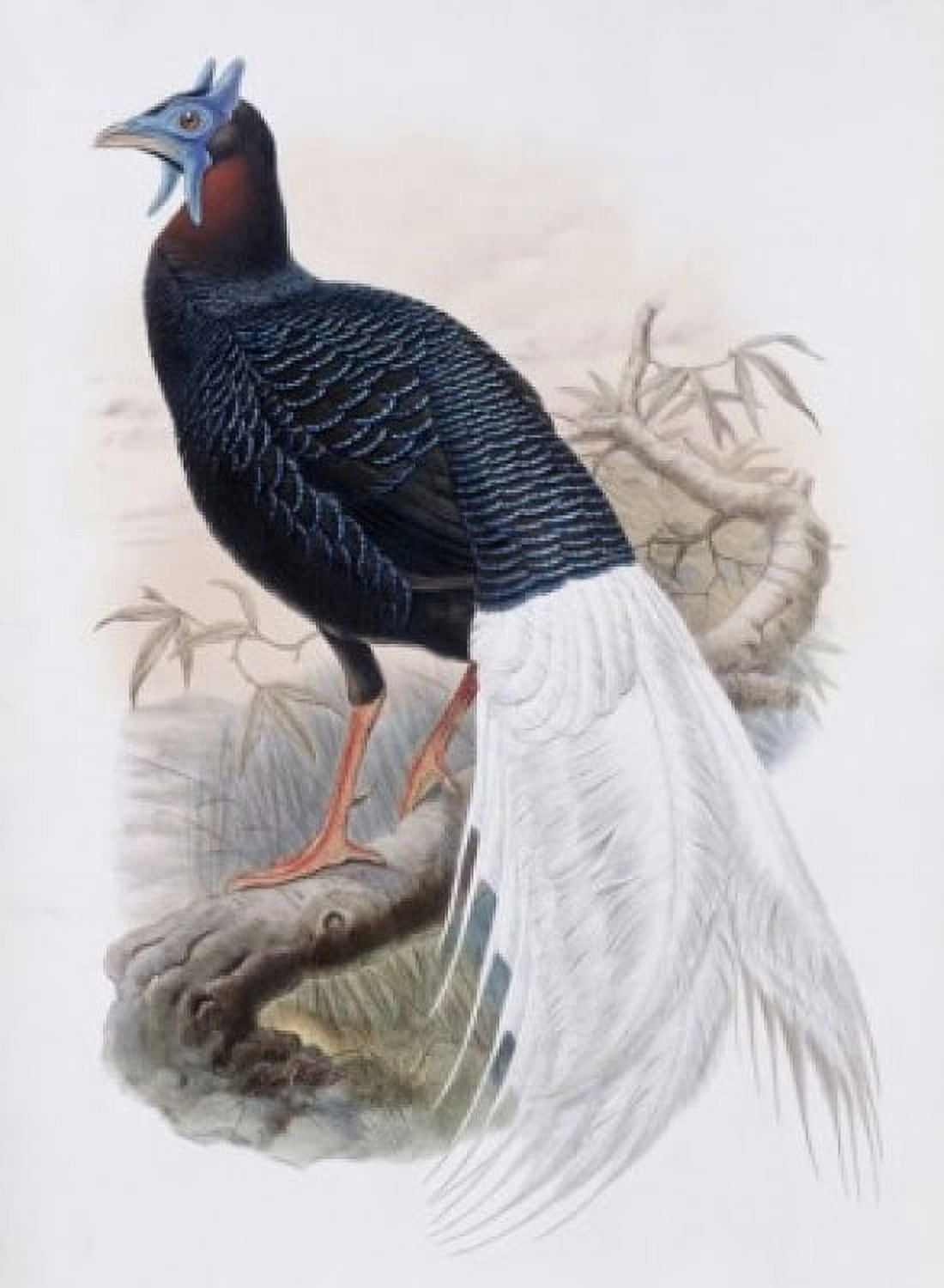 Bulwers Pheasant John Gould (1804-1881 British) Lithograph Canvas Art - John Gould (18 x 24)