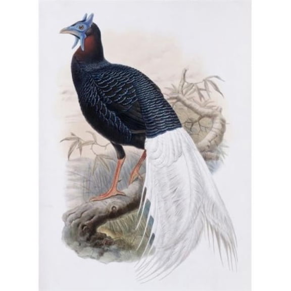 Bulwers Pheasant John Gould 1804-1881 British Lithograph Poster Print - 18 x 24 in.