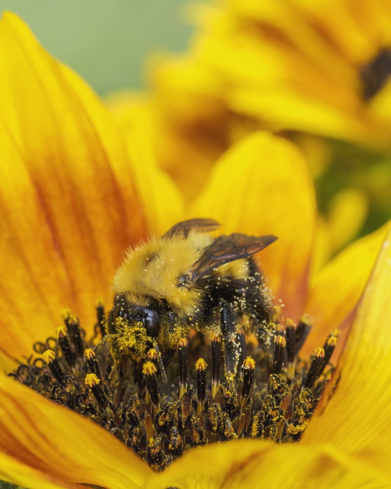 Bumble Bee (Bombus sp) on sunflower Warman Saskatchewan Canada Canvas Art - Rebecca Grambo Design Pics (26 x 34)