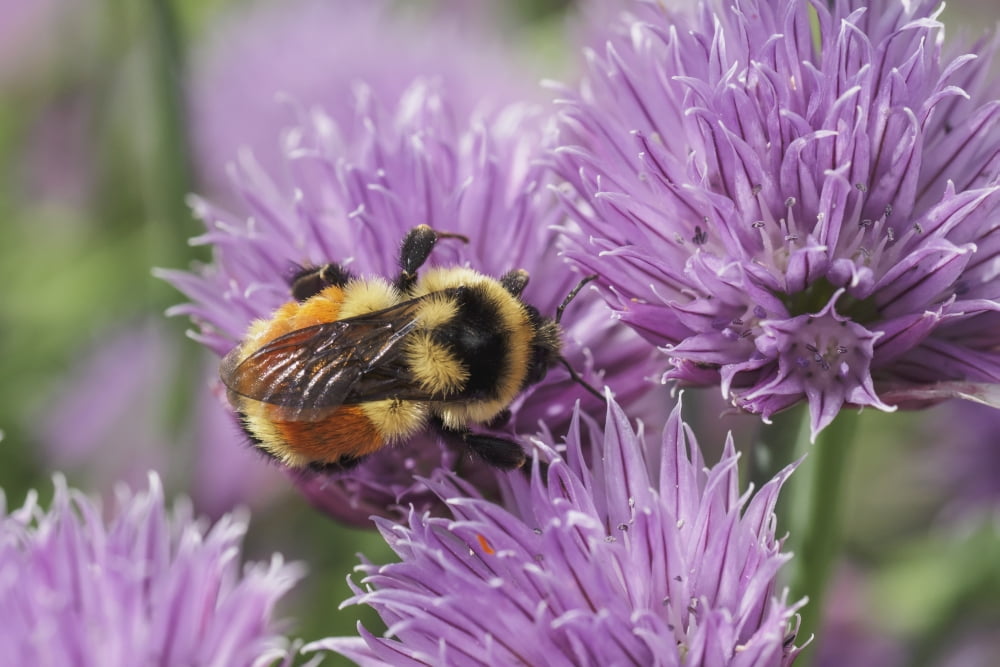 Bumble Bee (Bombus ternarius) on chive flowers Warman Saskatchewan Canada Canvas Art - Rebecca Grambo Design Pics (38 x 24)