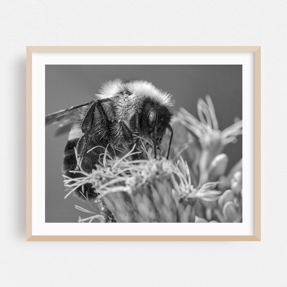 Bumble Bee - Photography Insect Black and White Nature Wildlife Floral Botanical Oak Framed Wall Art Print 18 x 24 inches