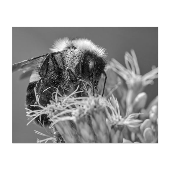 Bumble Bee - Photography Insect Black and White Nature Wildlife Floral Botanical Unframed Wall Art Print 36 x 48 inches