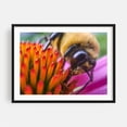 thumbnail image 1 of Bumble Bee on Coneflower - Photography Insect Nature Floral Wildlife Black Framed Wall Art Print 12 x 16 inches, 1 of 7