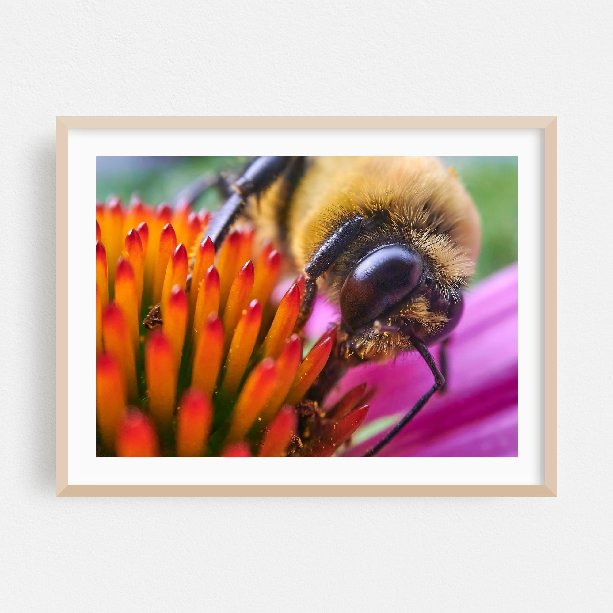 Bumble Bee on Coneflower - Photography Insect Nature Floral Wildlife ...