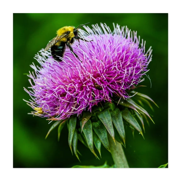 Bumble Bee on Thistle - York Pennsylvania Photography Nature Botanical Flowers Wildlife Unframed Wall Art Print 16 x 16 inches