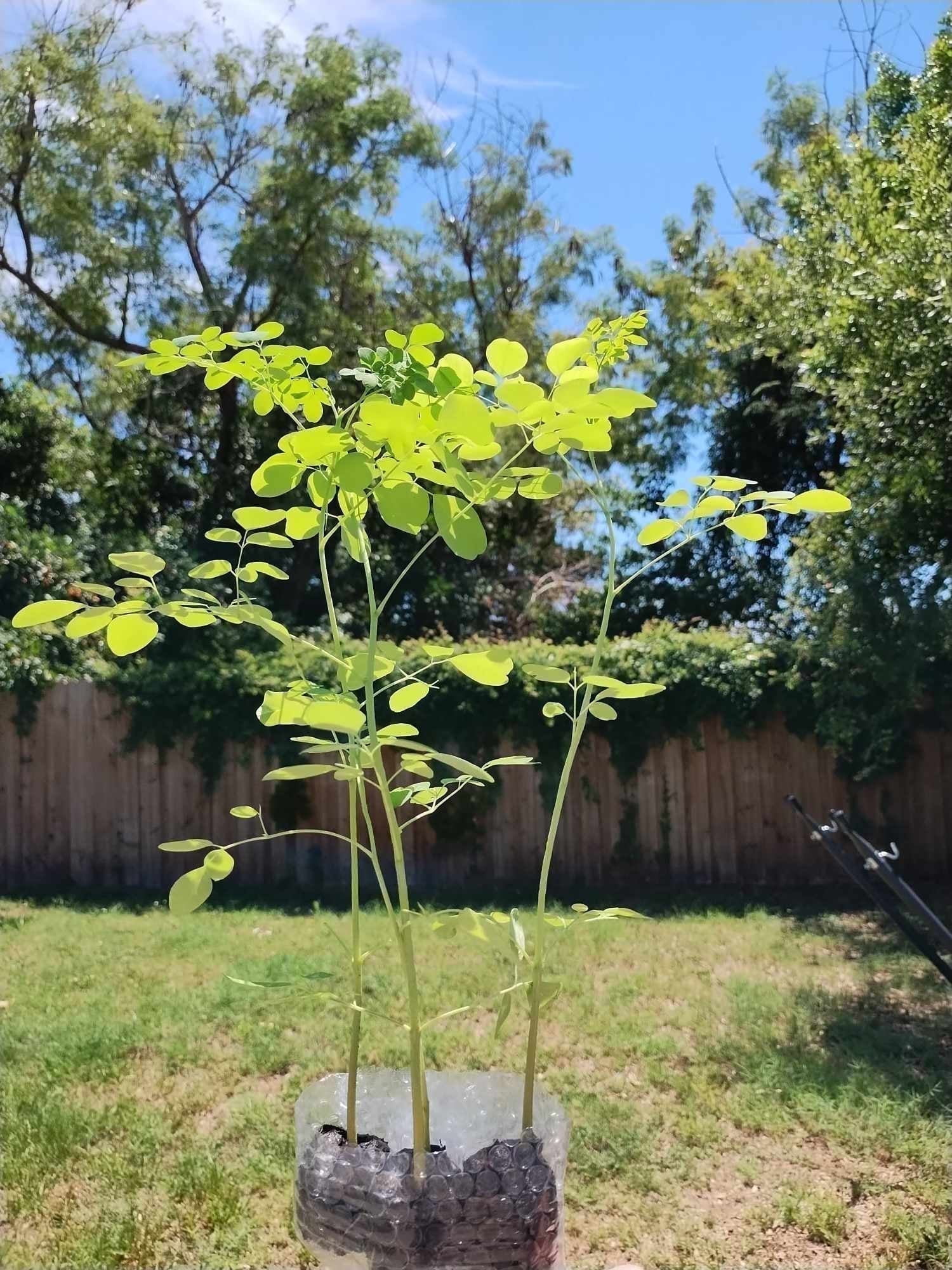 Bumble Love Nursery 12" Moringa Oleifera Live Plants in 4" Pots (3 Count), Nutrient Rich